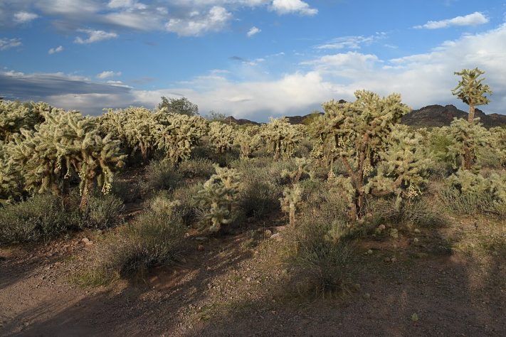 Cacto Cylindropuntia fulgida, cholla saltadora - Wikimedia Commons/Krzysztof Ziarnek, Kenraiz