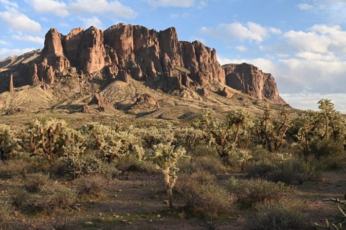 Cacto Cylindropuntia fulgida, cholla saltadora - Wikimedia Commons/Krzysztof Ziarnek, Kenraiz