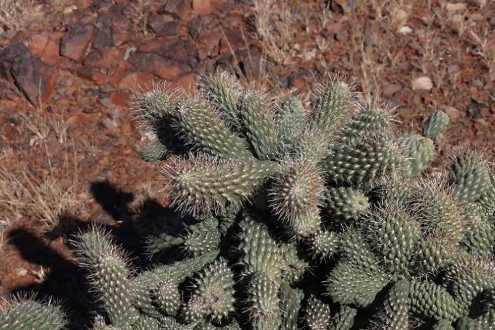 Cacto Cylindropuntia fulgida, cholla saltadora - Tony Rebelo/iNaturalist