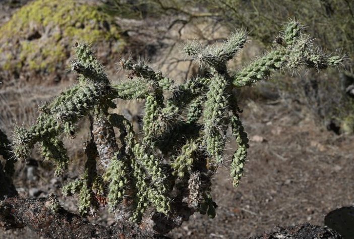 Cacto Cylindropuntia fulgida, cholla saltadora - Wikimedia Commons/Krzysztof Ziarnek, Kenraiz