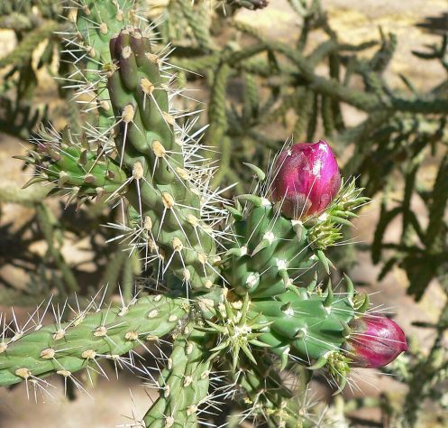 Cacto Cylindropuntia fulgida, cholla saltadora -Wikimedia Commons/Stan Shebs