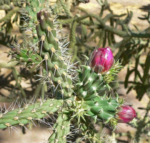 Na época da floração, ela produz flores rosadas ou arroxeadas que contrastam fortemente com a paisagem seca ao redor. Depois disso, surgem frutos espinhosos que podem permanecer presos à planta por longos períodos, formando cadeias pendentes bastante características da espécie.