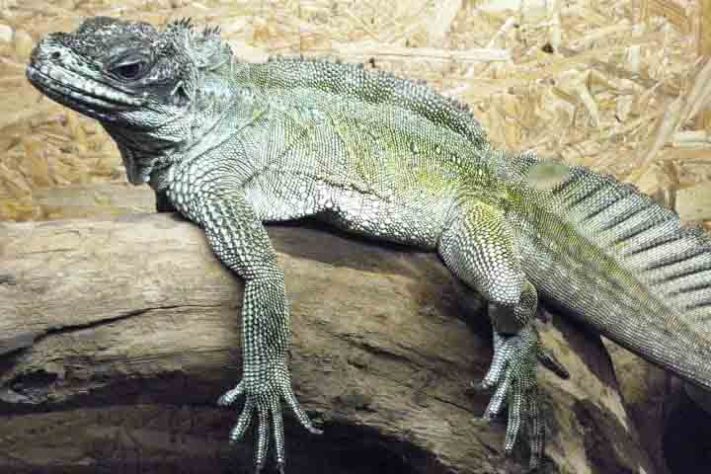 Dragão-vela, lagarto que vive em regiões tropicais da Indonésia e das Filipinas é conhecido por ser uma das criaturas mais singulares do Sudeste Asiático - Wikimedia Commons/Vi Ko