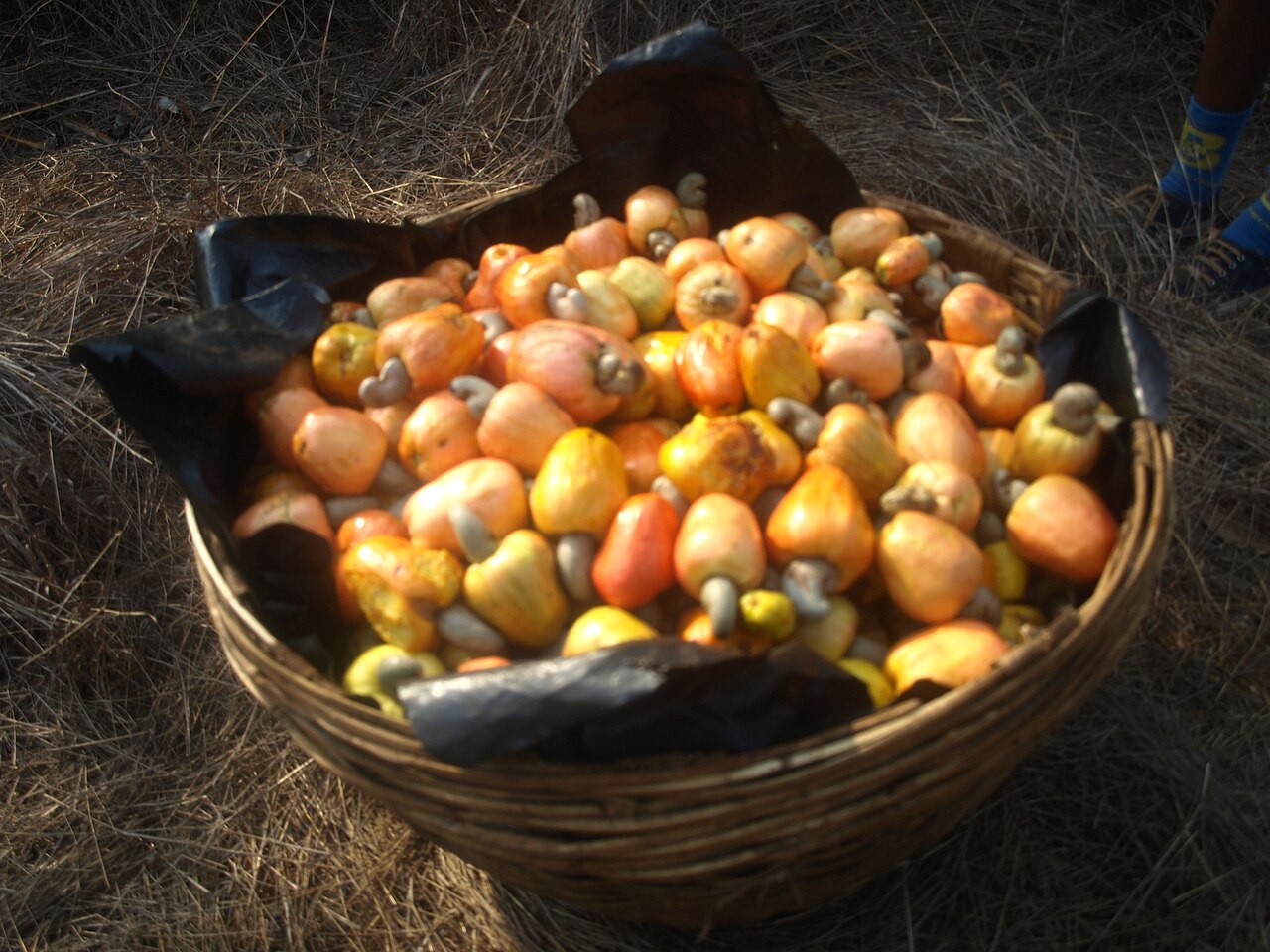 Existe também o feni de coco, produzido a partir da seiva fermentada das palmeiras. As duas versões possuem sabores bastante diferentes, mas compartilham o mesmo valor cultural em Goa. O nome “feni” vem do sânscrito e significa “espuma”, referência às bolhas que aparecem quando a bebida é agitada. Tradicionalmente, o destilado costuma ter cerca de 42% de teor alcoólico e pode envelhecer em grandes garrafões de vidro por meses ou até anos.
