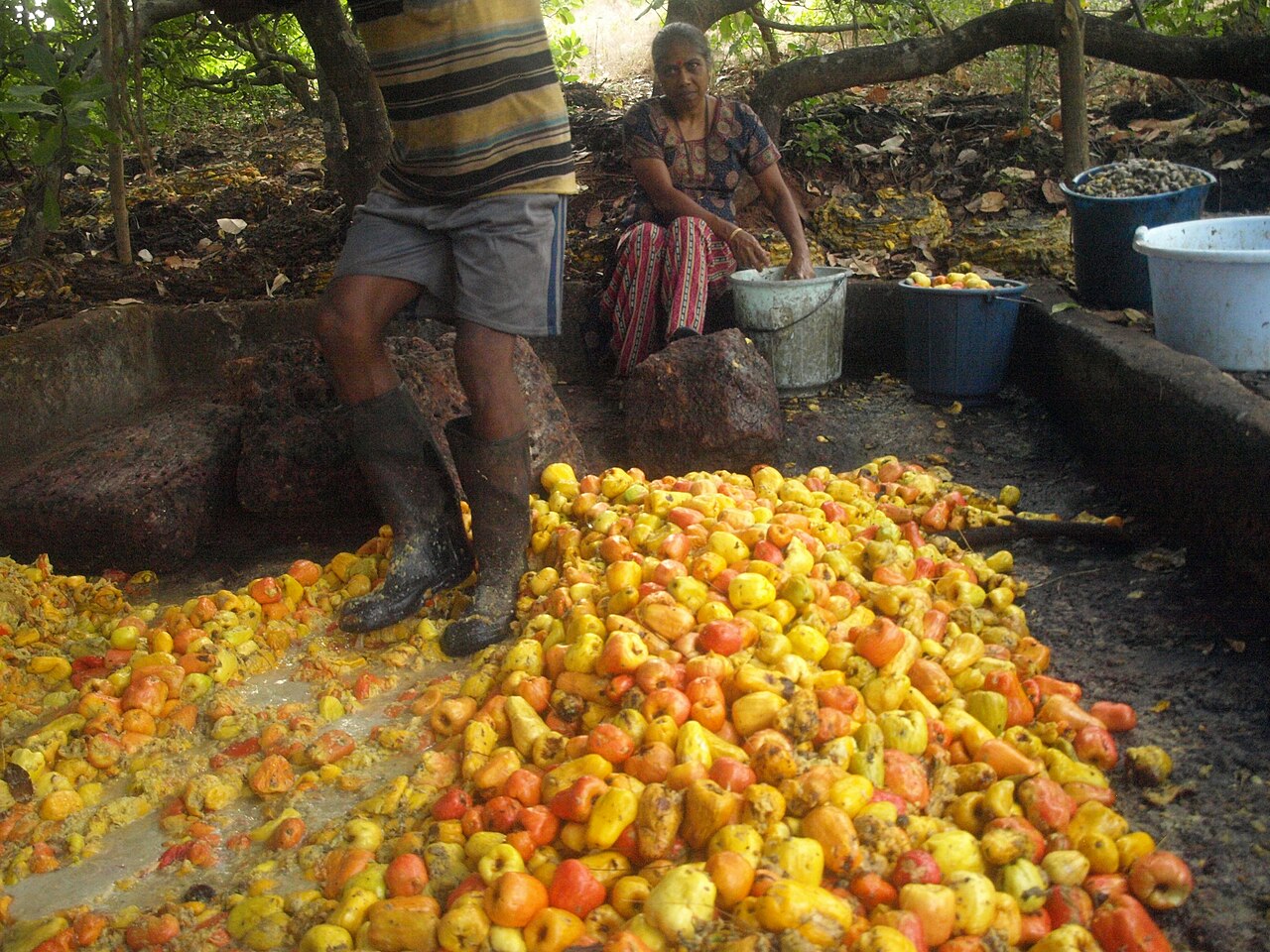 A bebida é considerada única porque o feni de caju é o único destilado do mundo produzido a partir da fruta do caju. O processo segue métodos extremamente tradicionais: os cajus maduros caem naturalmente das árvores antes de serem recolhidos e esmagados para extrair o suco. Em muitas produções artesanais, a fruta ainda é prensada manualmente em grandes tanques de pedra. Depois disso, o líquido fermenta naturalmente em recipientes de barro antes de passar pela destilação.
