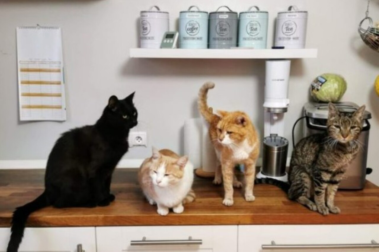 Gatos, aliás, são pets populares em todo o mundo, e também são conhecidos por sua inteligência, exibindo diversas características de astúcia e adaptação aos ambientes.