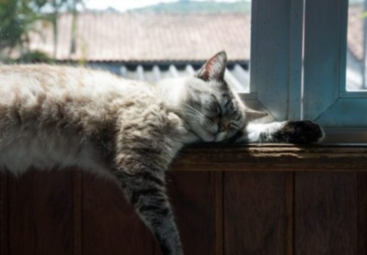 O motivo pelo qual os gatos ronronam permanece incerto. Veterinários sugerem que as cordas vocais vibram na parte mais profunda da garganta, com um músculo na laringe abrindo e fechando a passagem do ar 25 vezes por segundo.