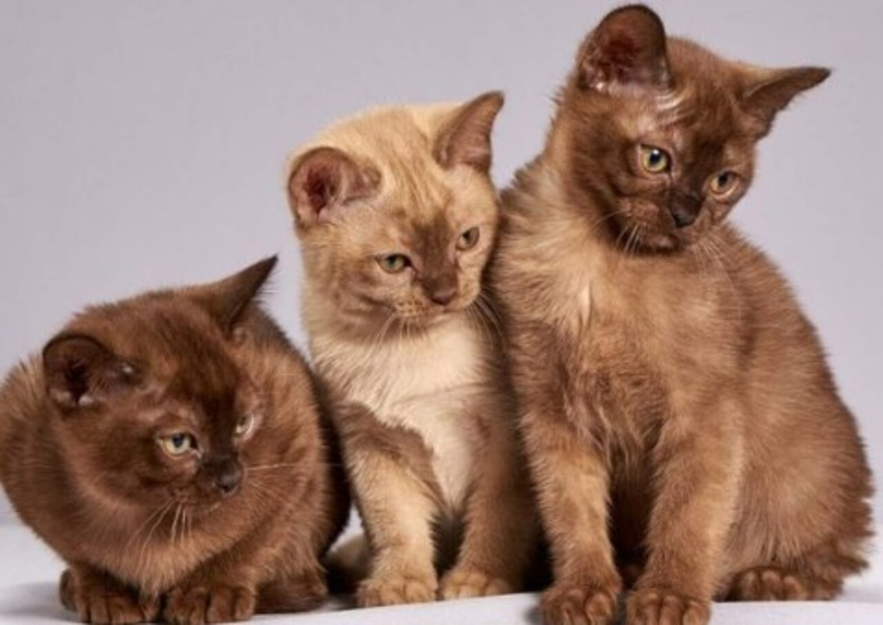 Os gatos podem atingir a velocidade de 49 km por hora em corridas de curta distância e são capazes de dar saltos que correspondem a cinco vezes a sua altura em um único pulo. 