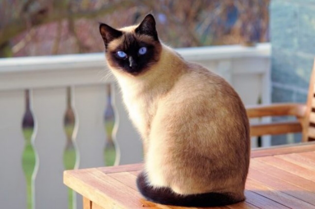 A diversidade de raças de gatos revela características diferentes entre eles, uma delas é a inteligência. Raças consideradas extremamente espertas incluem: Gato Siamês, Gato da Birmânia, Gato Angorá, Gato Bengal e Gato Abissínio.