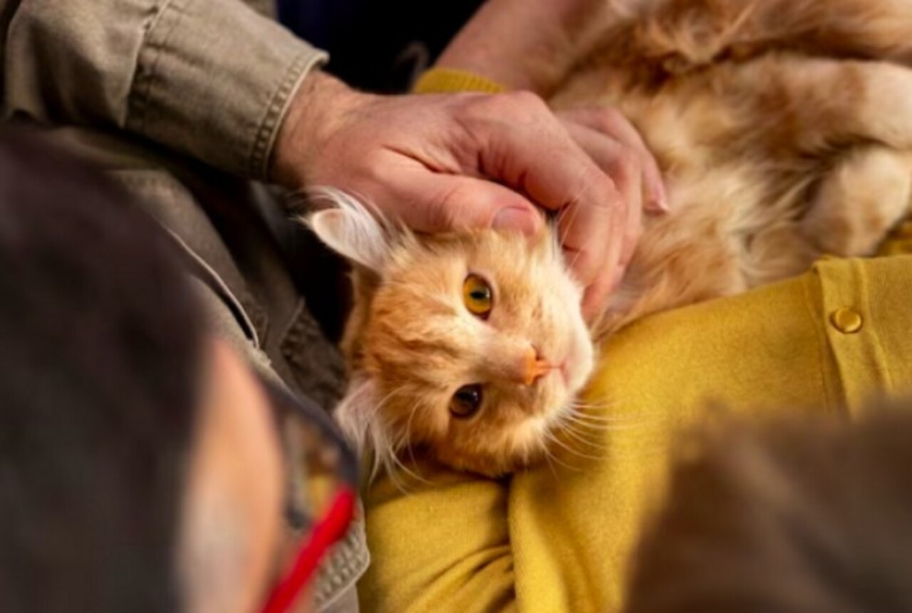 Ao mesmo tempo os gatos demonstram afeto, expressando carinho através de gestos, como o ronronar, o que os transforma em fascinantes companheiros. 