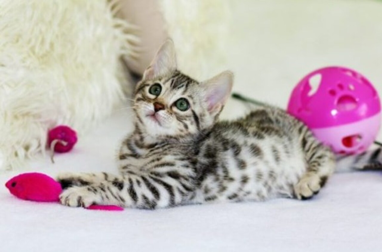 Os gatos podem emitir aproximadamente 100 barulhos e sons distintos, enquanto um cachorro produz cerca de 10. O cérebro de um gato apresenta uma semelhança biológica mais próxima ao cérebro humano do que o cérebro de um cão, compartilhando uma região responsável pelas emoções.