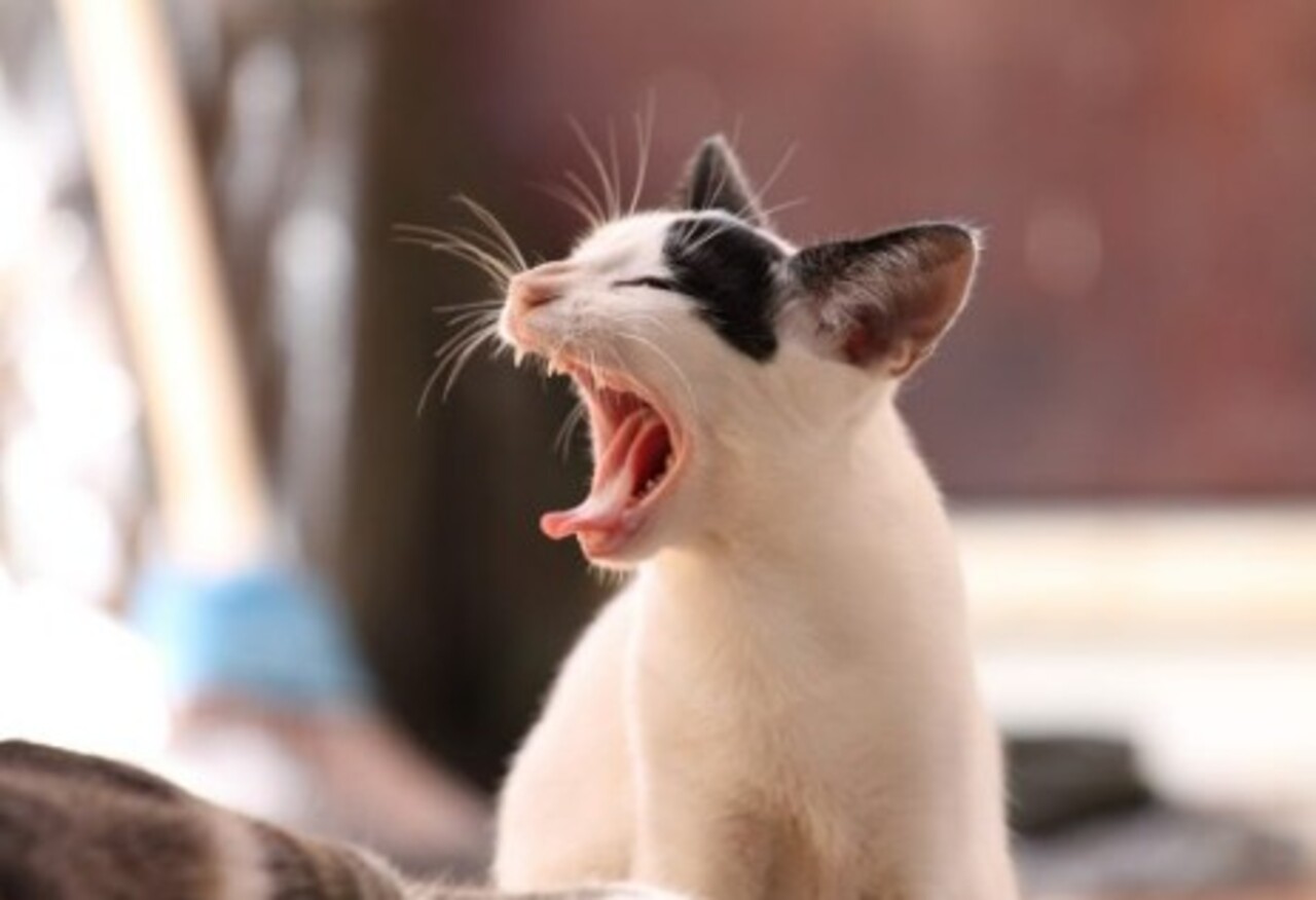 A capacidade auditiva de um felino supera a de um canino, sendo capaz de detectar sons de alta frequência, aproximadamente 2 oitavas acima do alcance humano.