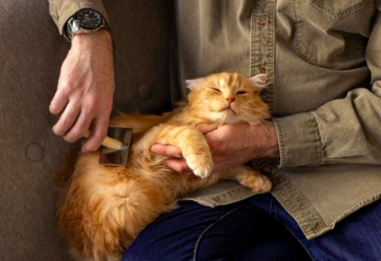 A visão dos gatos é dual e esférica: superior em ambientes com contornos indefinidos, mas inferior na percepção de cores em comparação com os humanos. Cientistas sugerem que os gatos podem ver a grama em tons de vermelho.