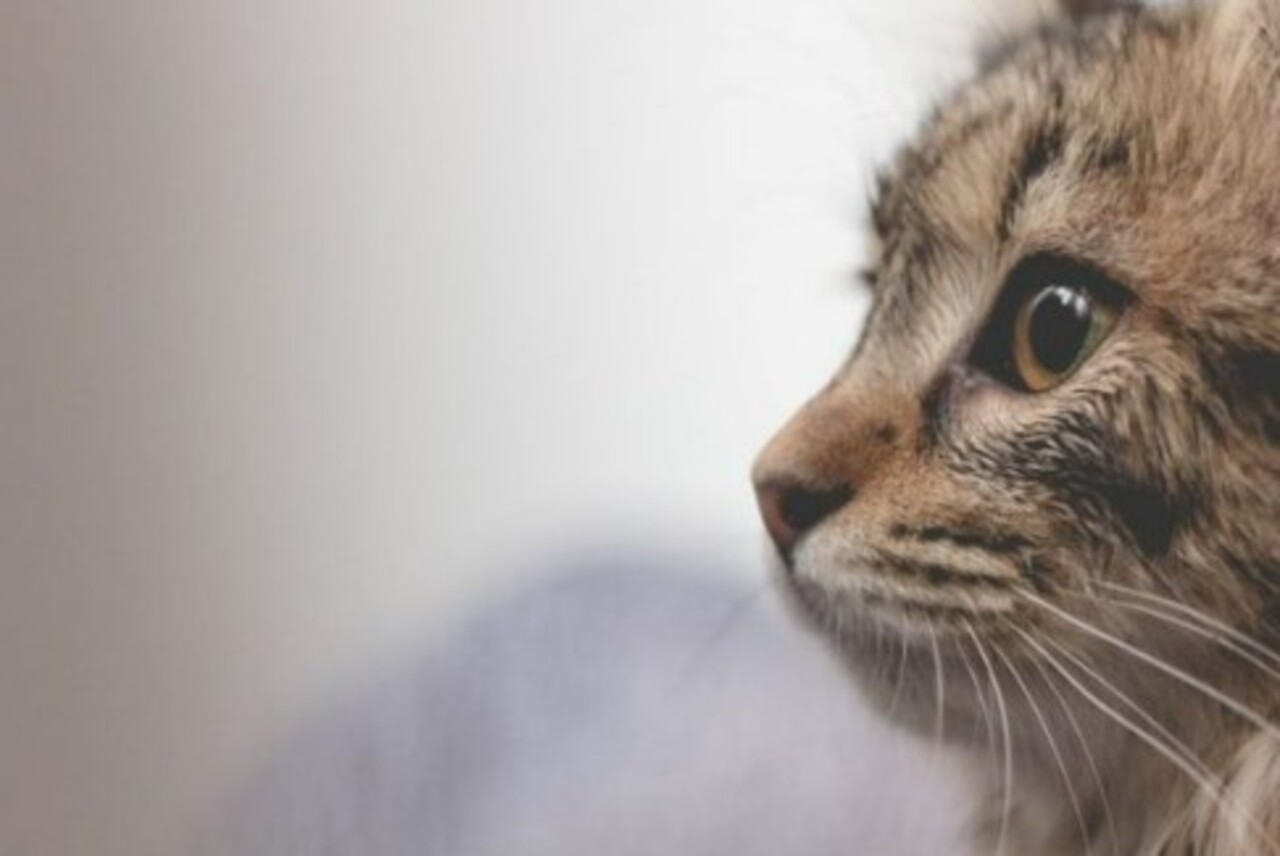Como um gato tem a expectativa de vida de até 20 anos, isso equivale a cerca de um século da vida humana.