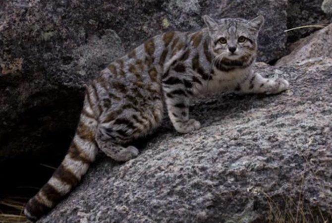 ‘Fantasma dos Andes’: felino raro ameaçado de extinção é avistado pelo 3º ano consecutivo e empolga cientistas