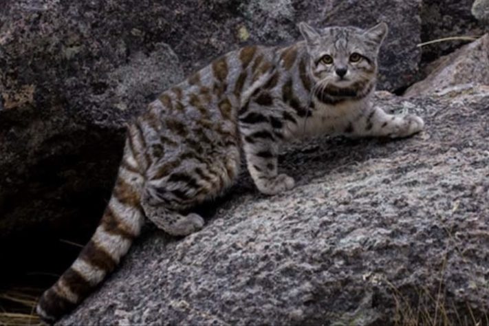 Gato-andino (Leopardus jacobita) é um dos felinos mais raros do mundo - Divulgação/Aliança pelos Gatos Andinos/Juan Reppucci