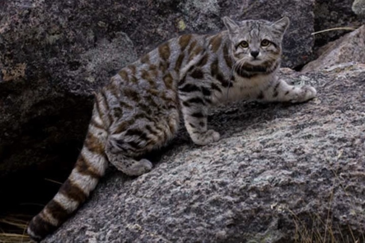 Gato-andino (Leopardus jacobita) é um dos felinos mais raros do mundo - Divulgação/Aliança pelos Gatos Andinos/Juan Reppucci