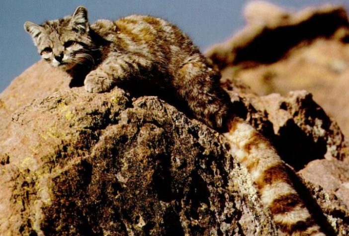Gato-andino (Leopardus jacobita) é um dos felinos mais raros do mundo - Wikimedia Commons