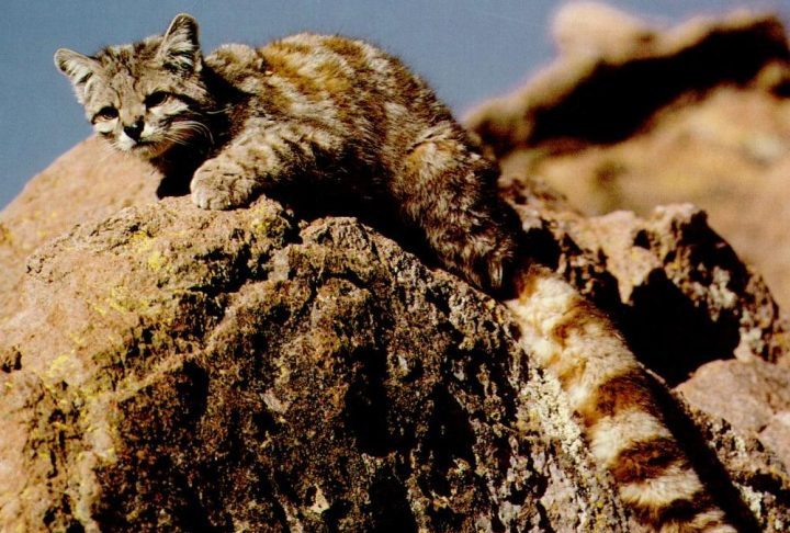O gato-andino integra a lista de animais em maior risco de desaparecimento no continente e aparece classificado como espécie “em perigo” pela União Internacional para a Conservação da Natureza (IUCN). Estimativas apontam que menos de 2.200 indivíduos sobrevivem atualmente em áreas montanhosas da Argentina, do Chile, da Bolívia e do Peru.