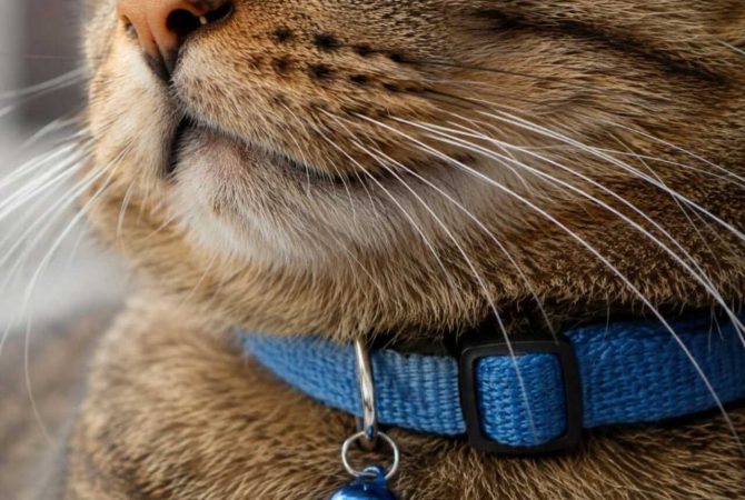 Coleira ainda divide opiniões; veja curiosidades sobre o comportamento dos gatos