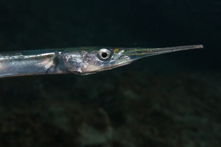 Peixe-Agulha (Belone belone) - Wikimedia Commons/Holger Krisp