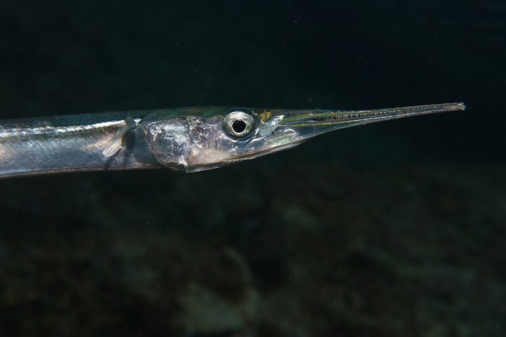Em alguns casos raros, o impacto pode provocar ferimentos graves devido ao focinho duro e pontiagudo. Embora esses episódios despertem curiosidade e temor, ataques deliberados contra humanos não fazem parte do comportamento natural da espécie; o peixe apenas reage ao ambiente e tenta escapar de ameaças.