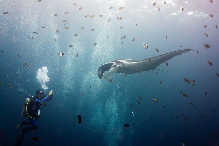Arraia-manta (Mobula birostris) – Wikimedia Commons/Daniel Sasse