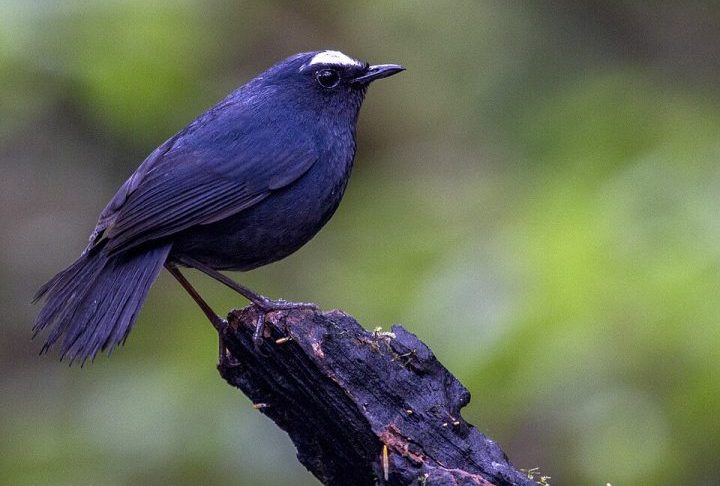 O local é considerado um dos melhores destinos da Tailândia para observação de pássaros, atraindo fotógrafos e estudiosos de várias partes do mundo. Entre os animais encontrados na região aparecem gibões, civetas, esquilos voadores e diversas espécies de cervos.