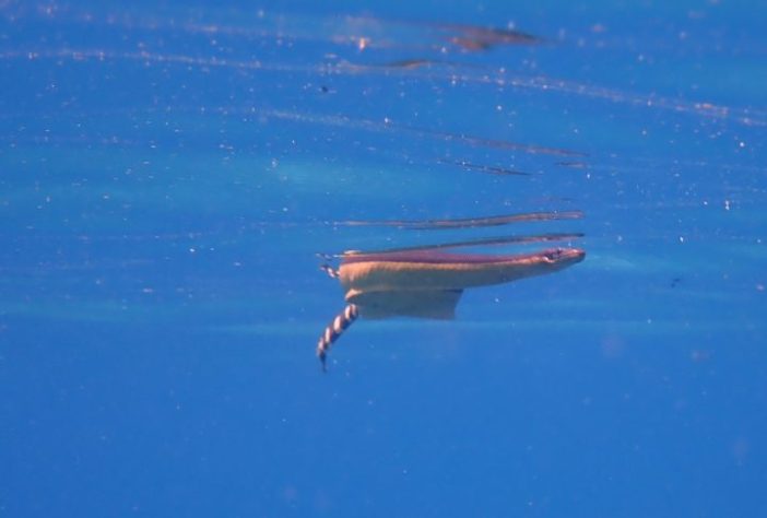 Cobra-do-mar-pelágio (Hydrophis platurus), animal, répteis - iNaturalist/keesgroenendijk