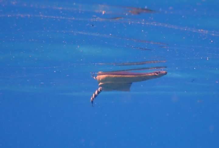 Diferentemente da maioria das serpentes terrestres, essa cobra raramente entra em contato com praias ou regiões continentais. Ela vive em alto-mar, desloca-se com facilidade entre correntes oceânicas e caça pequenos peixes e organismos marinhos na superfície da água. Inclusive, a adaptação ao ambiente aquático transformou profundamente a anatomia da espécie.