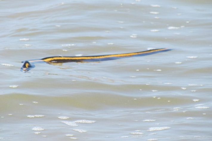 Cobra-do-mar-pelágio (Hydrophis platurus), animal, répteis - iNaturalist/Martín Sánchez Vilchis