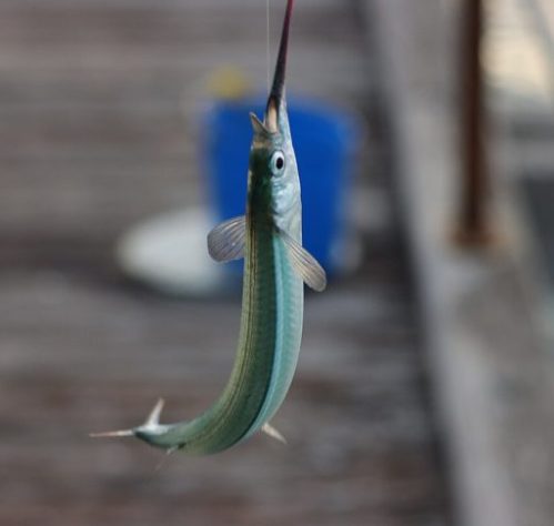 Peixe-Agulha (Belone belone) - iNaturalist/marsyd