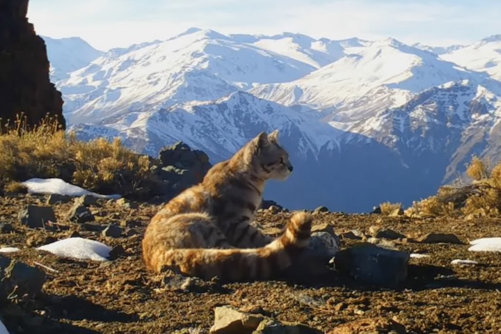 Além do gato-andino, La Payunia abriga outras espécies emblemáticas da fauna regional, como pumas, condores, raposas e guanacos. Pela dificuldade de acesso a esses animais, o uso contínuo de câmeras automáticas e sensores ambientais fornece informações fundamentais sobre seus hábitos e fortalece políticas de proteção dos ecossistemas andinos. 
