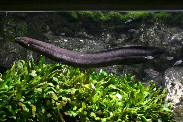 Pirambóia (Lepidosiren paradoxa) – Wikimedia Commons/Vassil