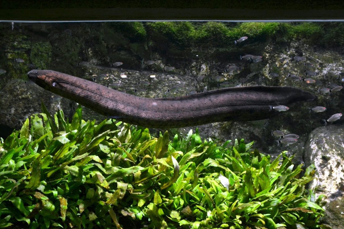 Outro habitante curioso é a pirambóia, peixe considerado um “fóssil vivo” por preservar características primitivas ao longo de milhões de anos de evolução. A espécie, encontrada em rios e áreas alagadas da Amazônia e do Pantanal, possui pulmões rudimentares e precisa subir regularmente à superfície para respirar ar atmosférico, comportamento raro entre os peixes.