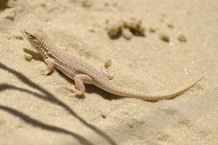 Lagarto-da-areia (Liolaemus occipitalis) – iNaturalist/Fernando Sessegolo