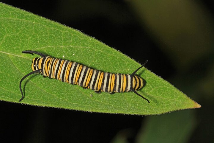 No extremo oposto do espectro está a lagarta da borboleta-monarca, Danaus plexippus. Listrada em amarelo, preto e branco, ela se alimenta exclusivamente de plantas do gênero Asclepias, conhecidas como algodão-de-seda. Essas plantas contêm compostos tóxicos que a lagarta absorve e armazena no próprio corpo, tornando-se venenosa para predadores.