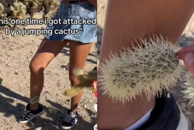 Turista viraliza após encontro doloroso com ‘cacto saltador’ no deserto da Califórnia