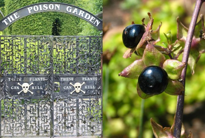 Plantas capazes de matar atraem curiosos para ‘Jardim dos Venenos’ na Inglaterra