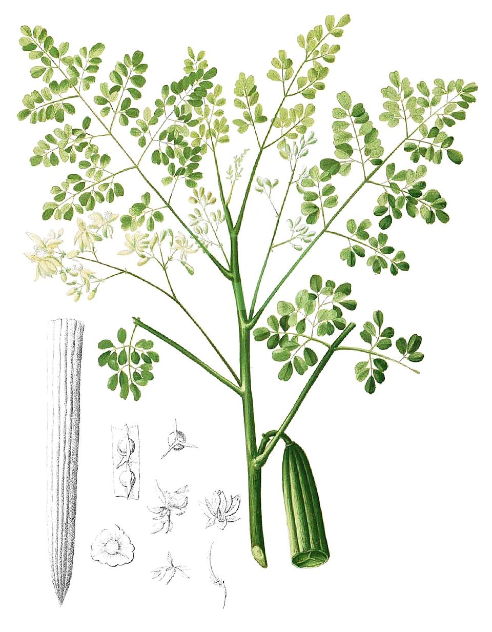 A moringa pode atingir até 12 metros de altura e possui folhas verdes claras com aspecto plumoso, além de flores pequenas, perfumadas e de coloração branca ou creme.  Já do ponto de vista científico, a moringa chama atenção pela elevada concentração de nutrientes e compostos bioativos, desse modo, a planta contém vitaminas A, C e do complexo B, além de minerais como ferro, cálcio, fósforo e zinco. Também apresenta antioxidantes naturais, flavonoides, polifenóis, quercetina, carotenoides, ácido c