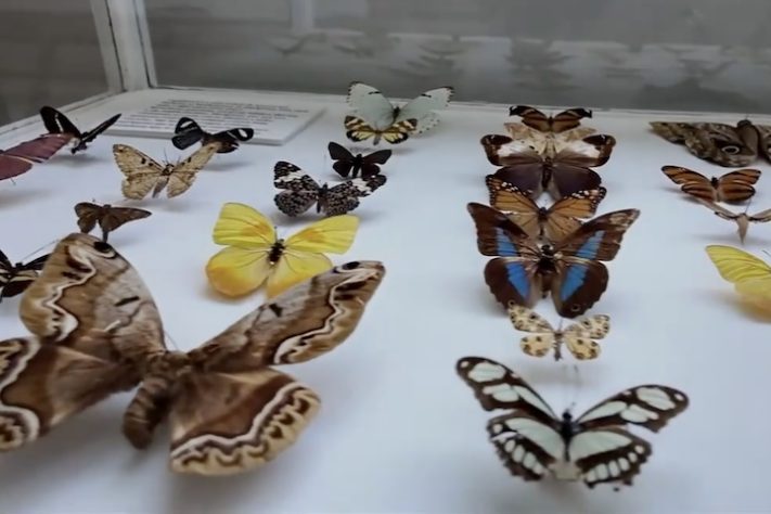 Museu Anchieta de Ciências Naturais, Porto Alegre - Reprodução/Zero Hora