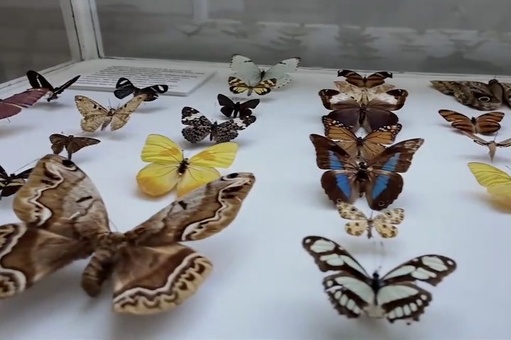 A coleção possui cerca de 130 mil insetos catalogados, incluindo milhares de aracnídeos, como aranhas, escorpiões e carrapatos. O espaço também conserva peixes originários do Brasil, Uruguai e Argentina, preservados em álcool, além de répteis, anfíbios, aves e mamíferos empalhados. O acervo inclui ainda fósseis de animais e vegetais, conchas, minerais e rochas coletadas em diferentes regiões do Brasil e do exterior.