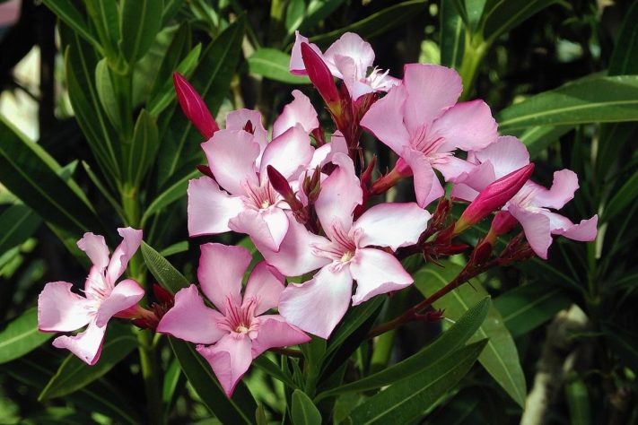 Bela espirradeira, loendro, louro-rosa, rosa-de-São-José, loureiro-romano (Nerium oleander) – Wikimedia Commons/Alvesgaspar