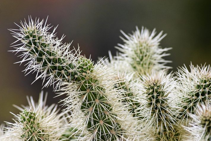 Cacto Cylindropuntia fulgida, cholla saltadora | Flickr - RagnhildandNeil Crawford