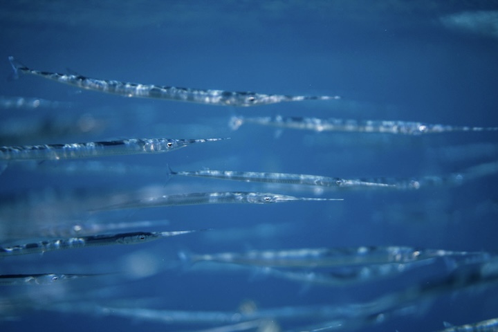 Além da importância econômica, o animal exerce papel relevante no equilíbrio ecológico marinho, pois participa da cadeia alimentar tanto como predador quanto como presa. A presença do peixe-agulha também funciona como indicador da saúde de ecossistemas costeiros, já que ele depende de águas relativamente limpas e ricas em alimento para sobreviver.