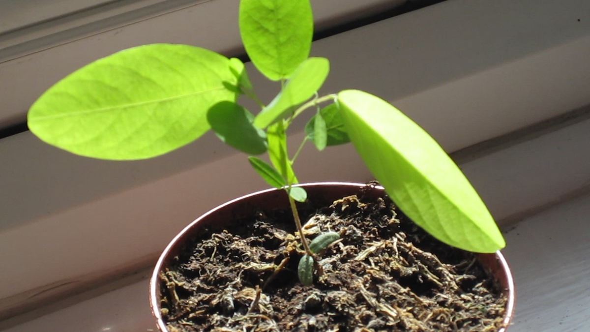 Botânicos utilizam a espécie para estudar mecanismos de movimentação vegetal e respostas celulares em plantas. Essas pesquisas ajudam a compreender como organismos vegetais conseguem reagir ao ambiente mesmo sem sistema nervoso. 