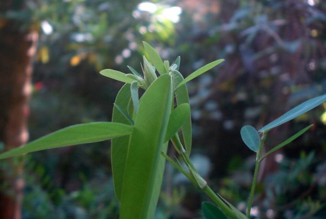 O que é a planta-telegráfica? Conheça a espécie de planta que se mexe sozinha