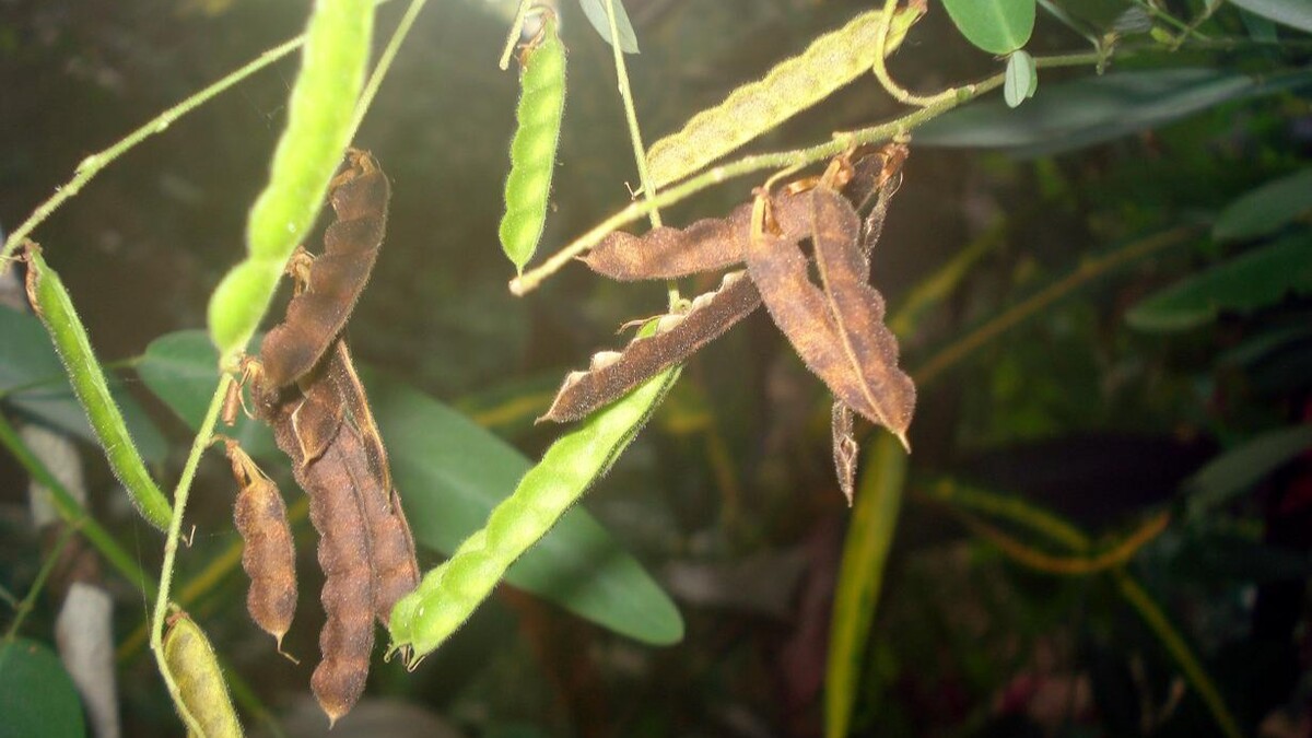 Outros exemplos conhecidos incluem a Mimosa pudica, que fecha as folhas ao toque, e a venus flytrap, planta carnívora famosa por capturar insetos. Esses casos demonstram que algumas plantas possuem mecanismos de reação muito mais complexos do que muitas pessoas imaginam.

