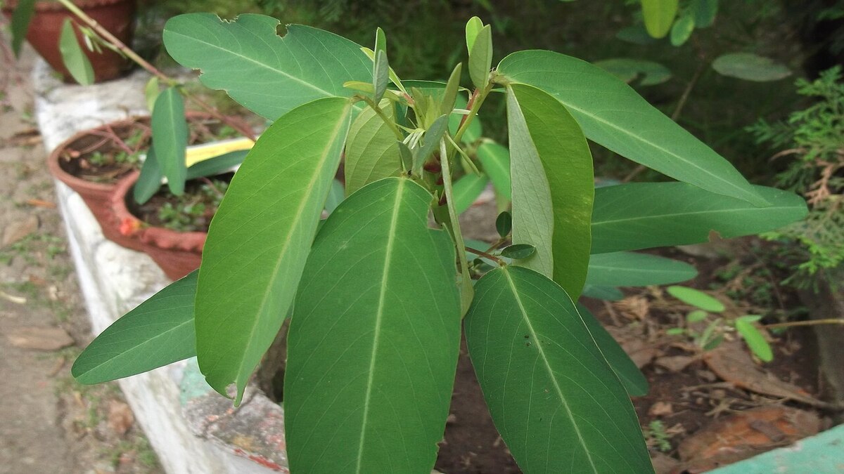 O que é a planta-telegráfica? Conheça a espécie de planta que se mexe sozinha