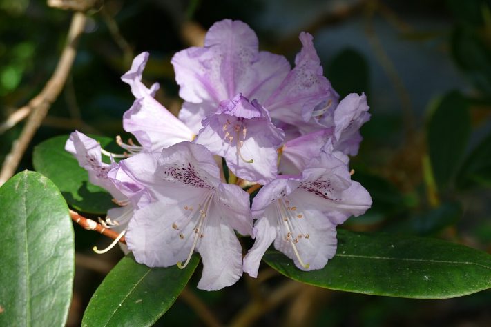 Rododendros e azaléias –  Wikimedia Commons/Kritzolina